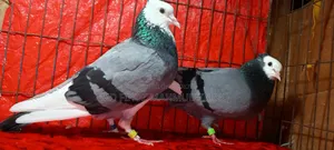 Blue Raj Golla