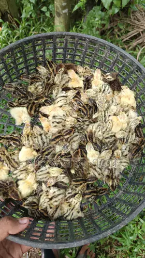 জাপানি কোয়েল পাখির বাচ্চা