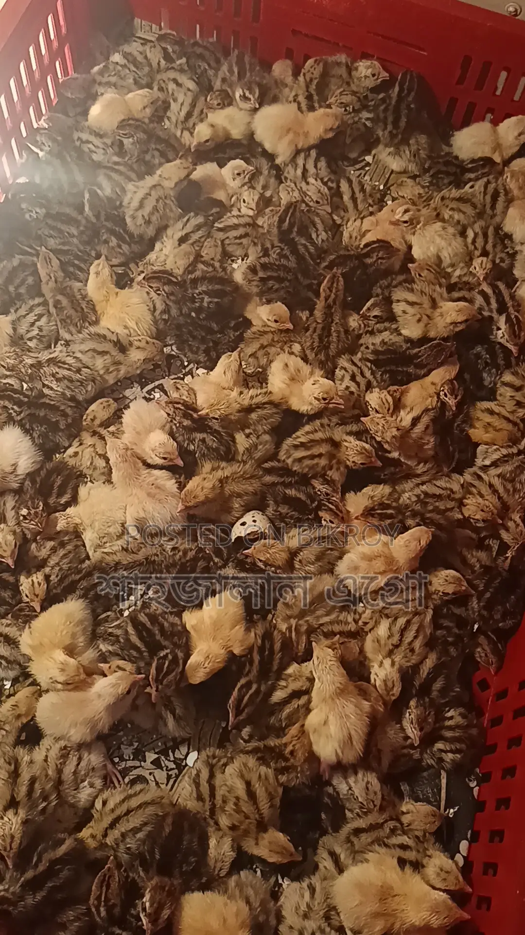 জাপানি কোয়েল পাখির বাচ্চা