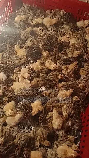 জাপানি কোয়েল পাখির বাচ্চা