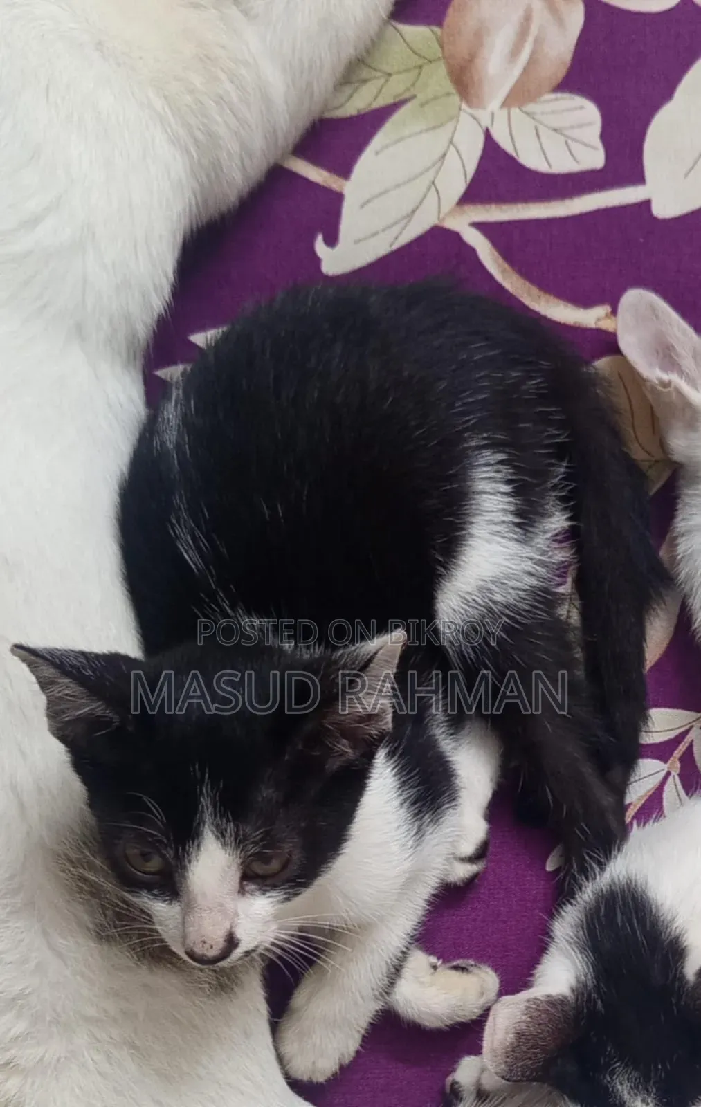 1-3 Months Male Mixed Breed Bengal