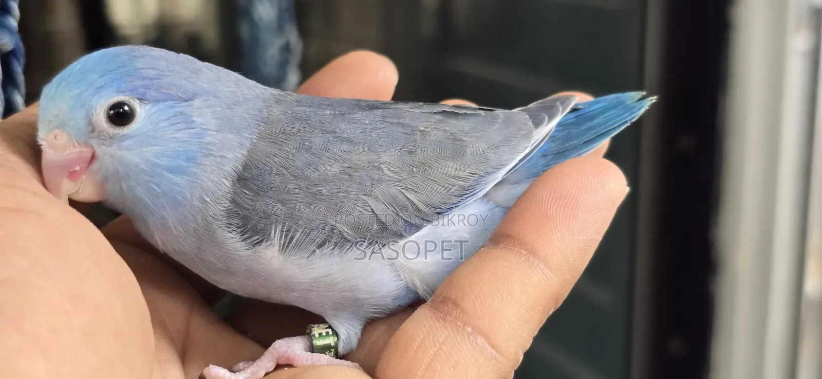 কোবাল্ট স্প্লিট ফ্যালো মেল