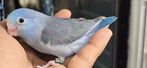 কোবাল্ট স্প্লিট ফ্যালো মেল