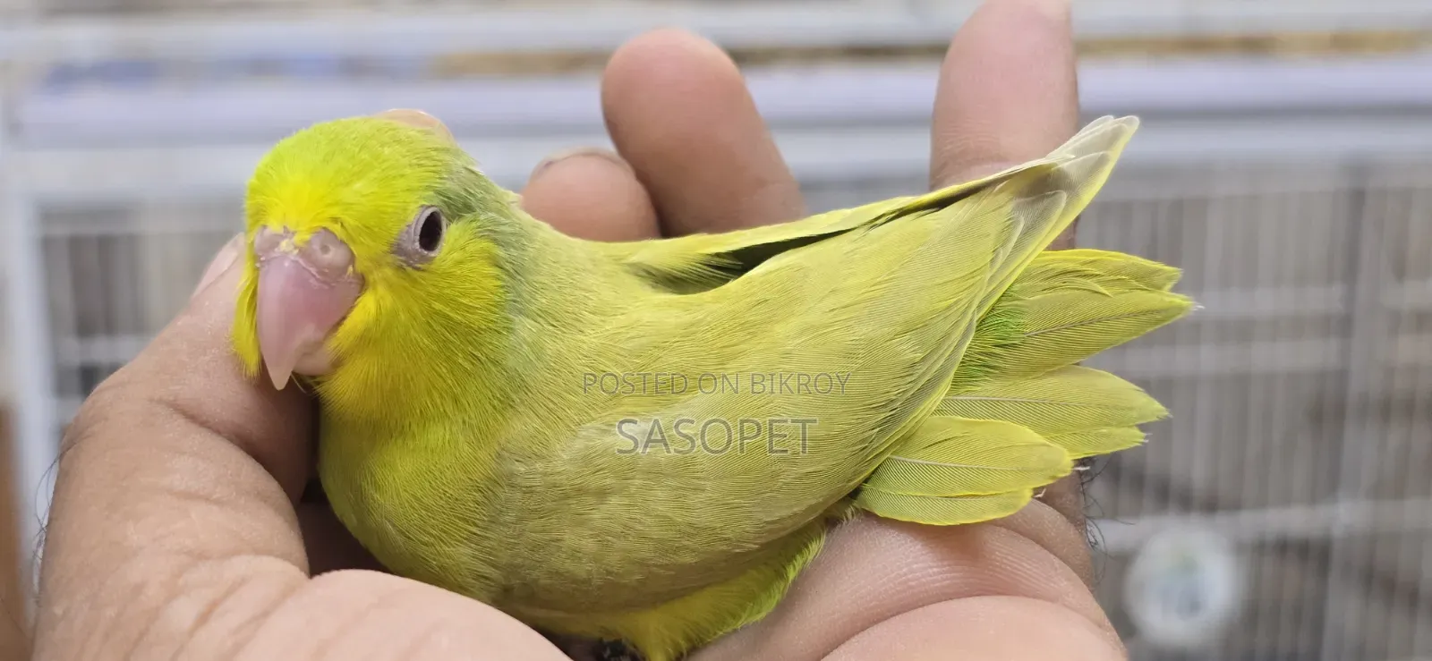 Green Fallow Female
