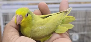 Green Fallow Female