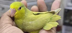 Green Fallow Female