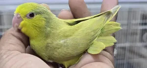 Green Fallow Female
