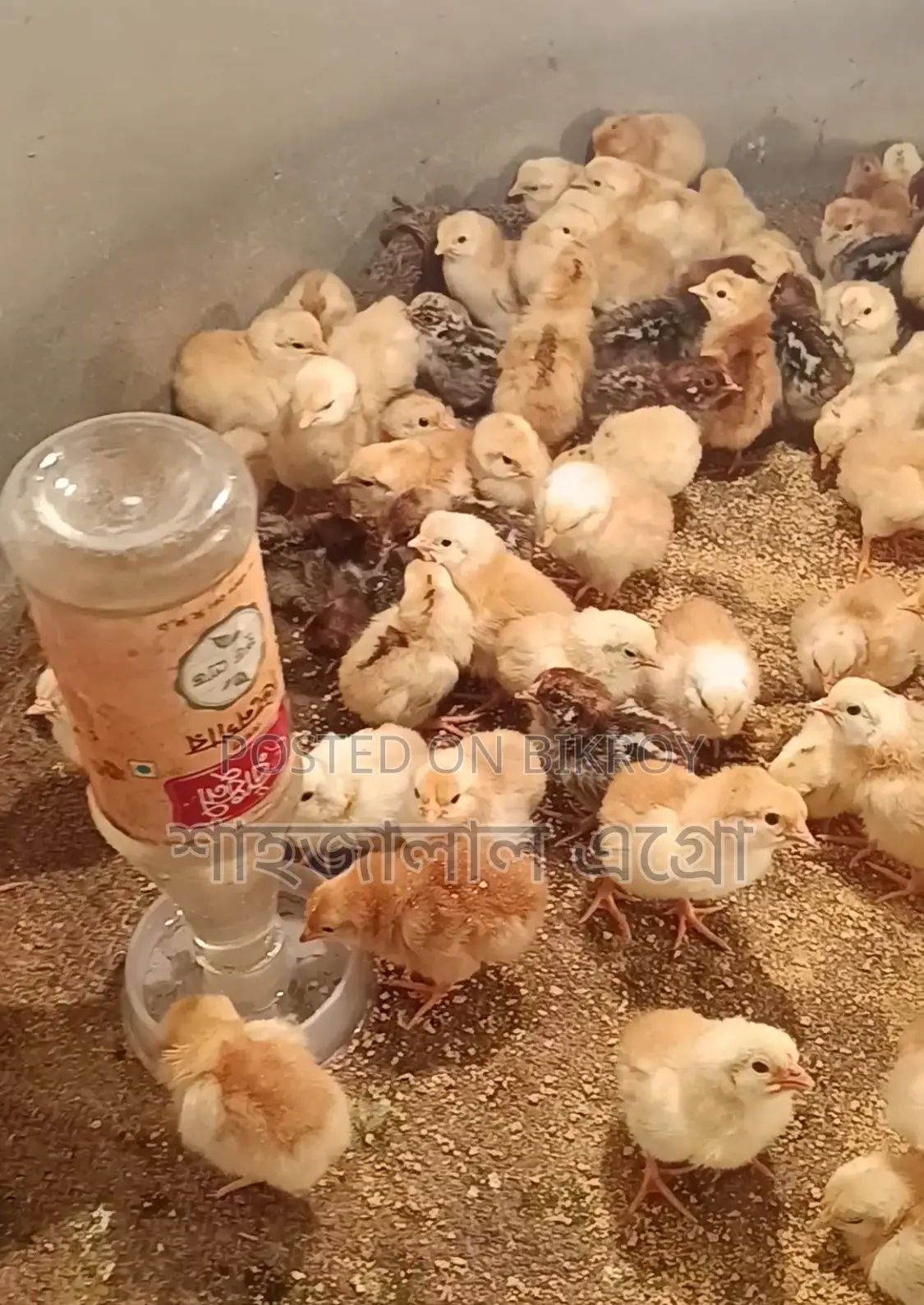 Misri Fayoumi and Sonali Chicken Chicks