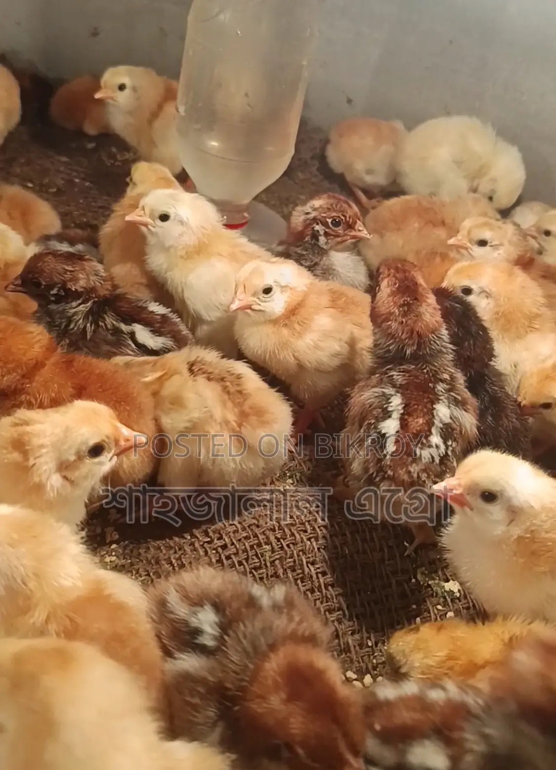 Misri Fayoumi and Sonali Chicken Chicks