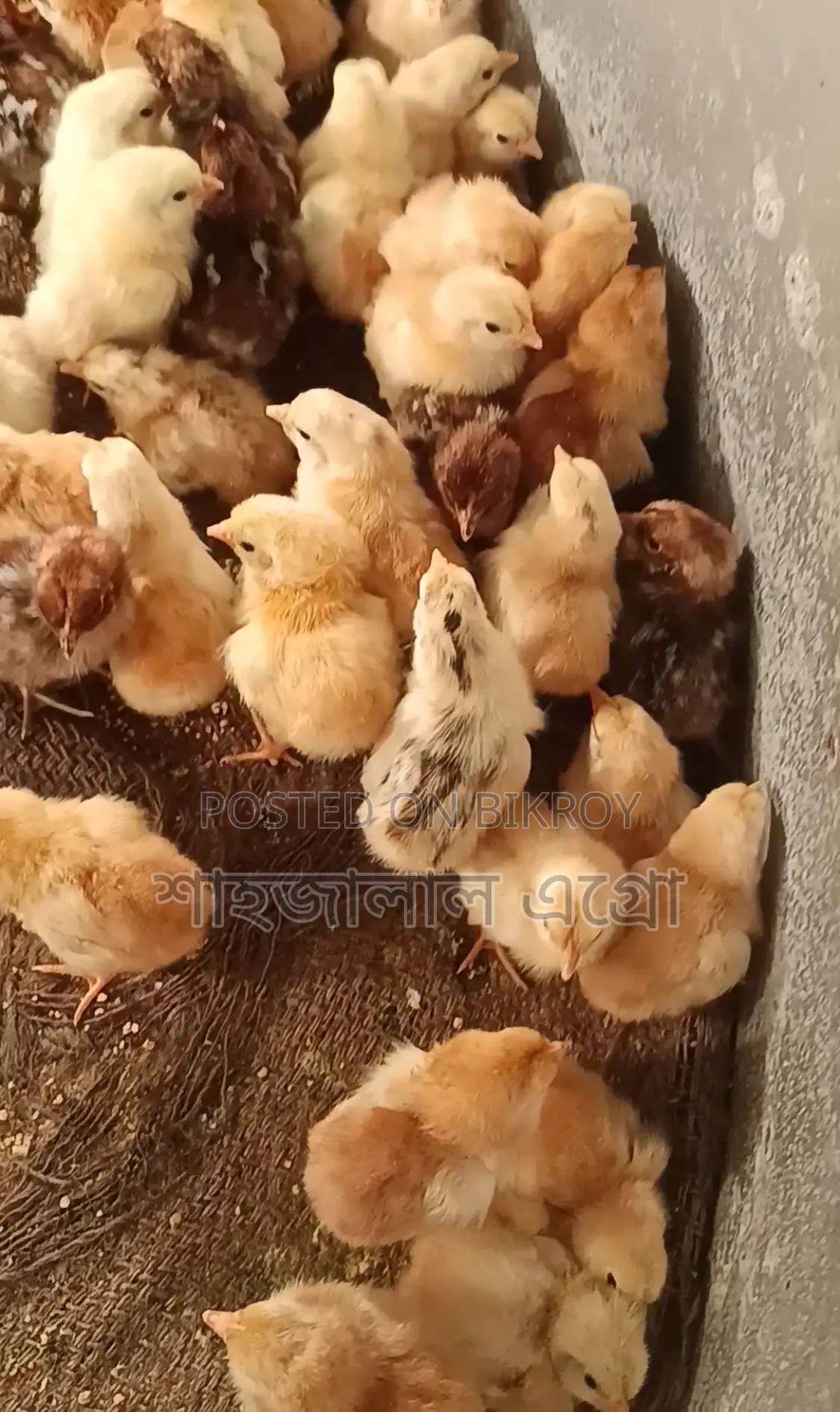 Misri Fayoumi and Sonali Chicken Chicks