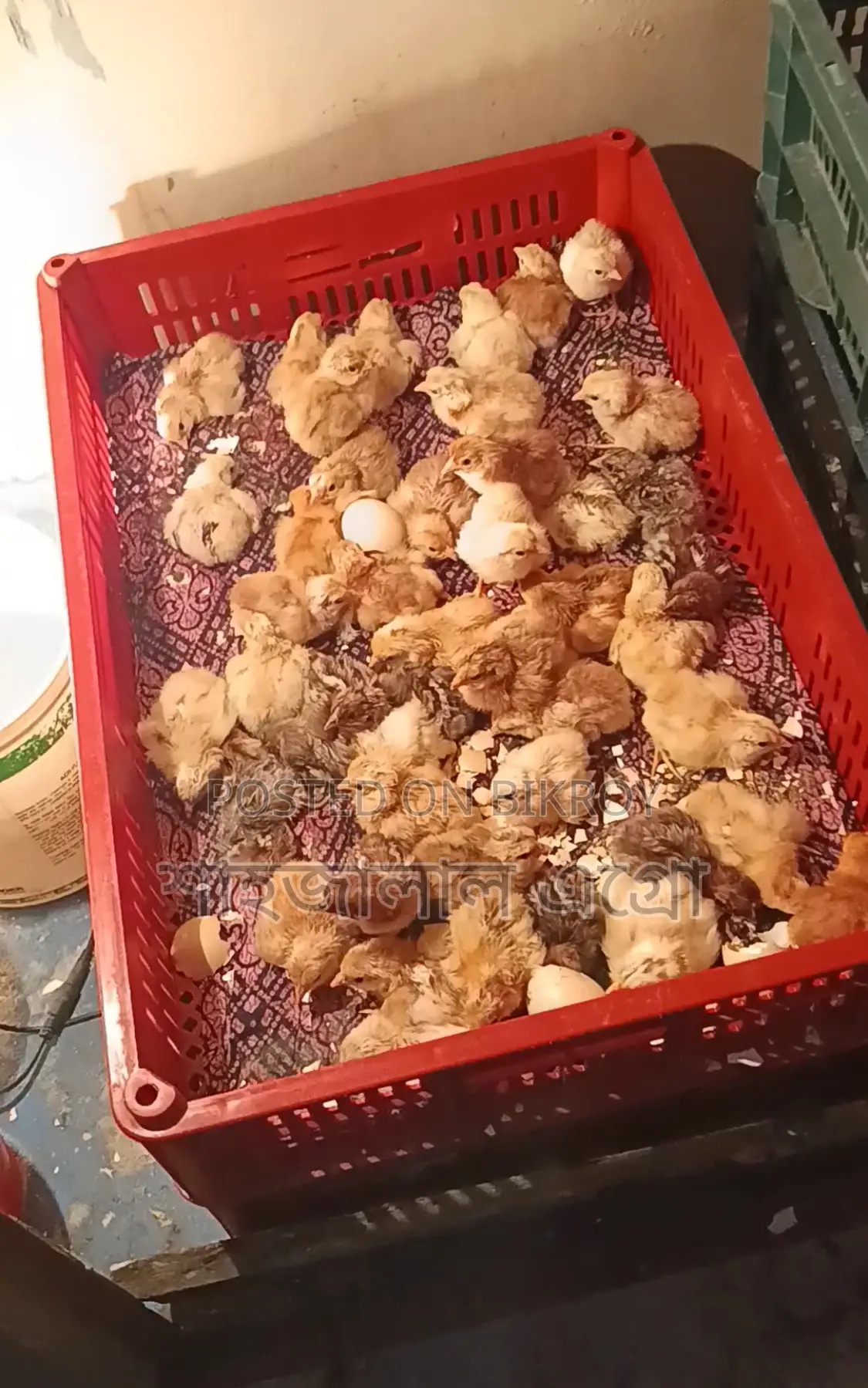 Misri Fayoumi and Sonali Chicken Chicks