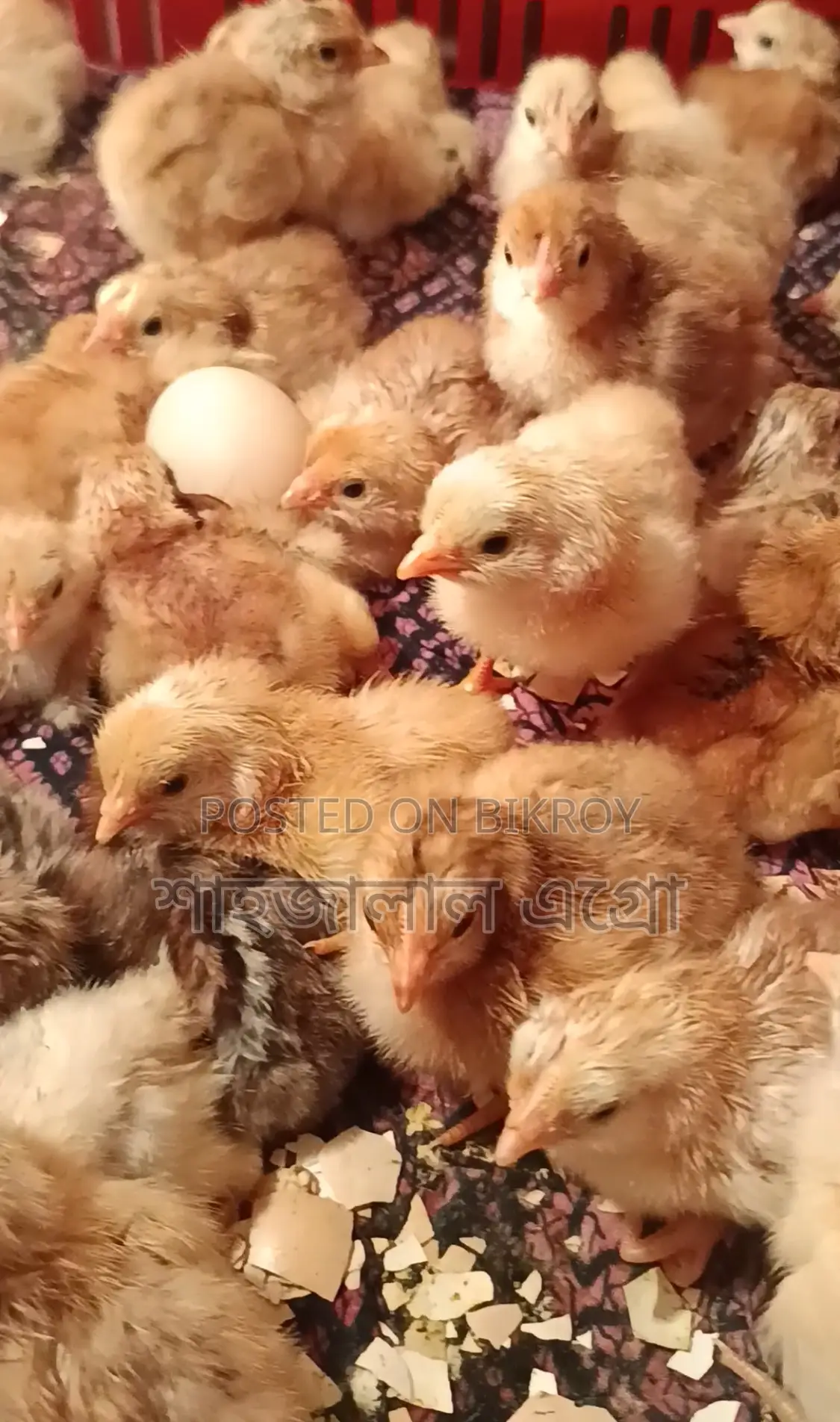 Misri Fayoumi and Sonali Chicken Chicks
