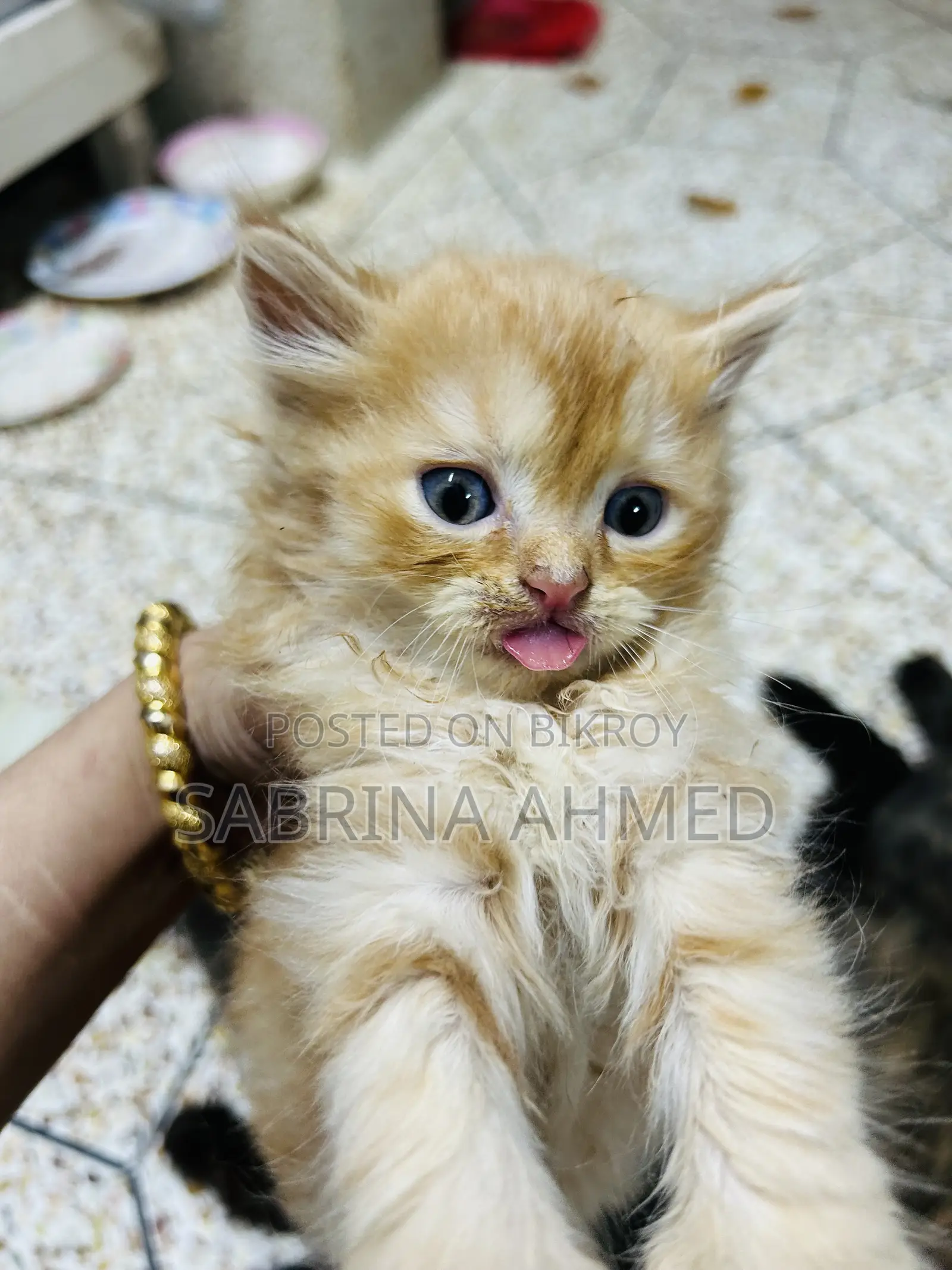 1-3 Months Male Purebred Persian
