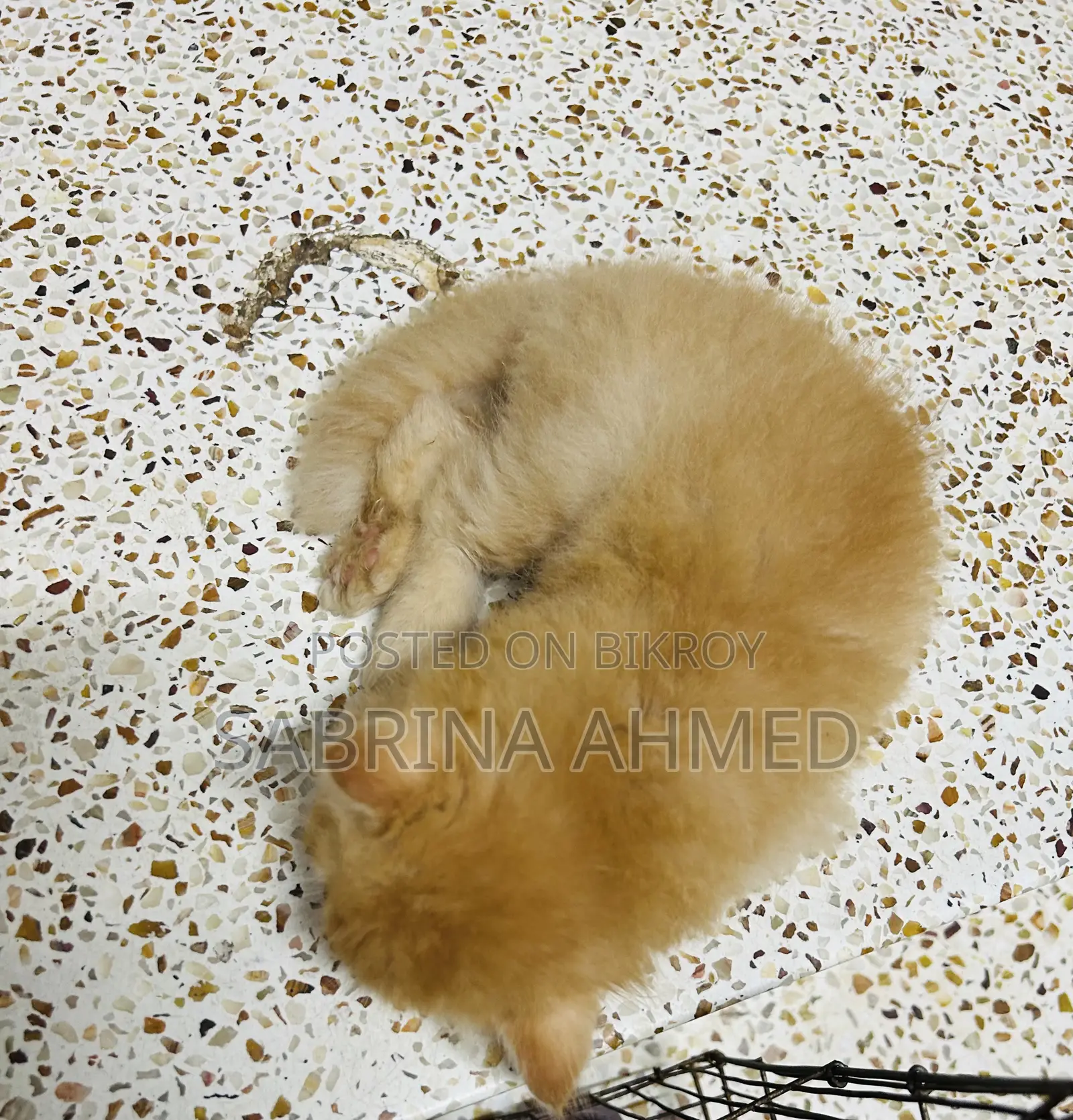 1-3 Months Male Purebred Persian