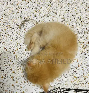 1-3 Months Male Purebred Persian