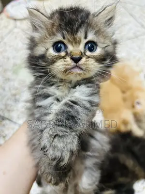 1-3 Months Male Purebred Persian