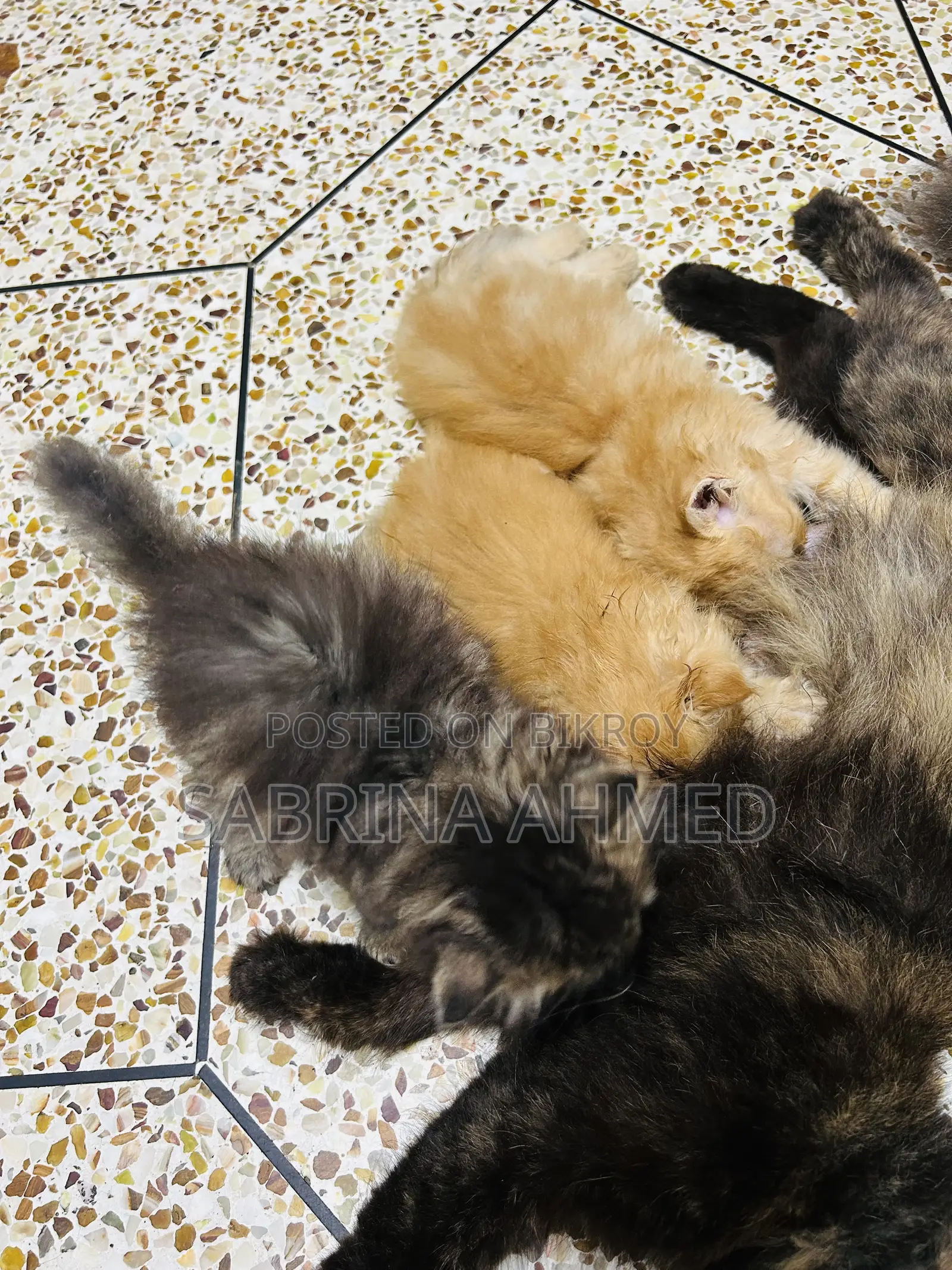 1-3 Months Male Purebred Persian