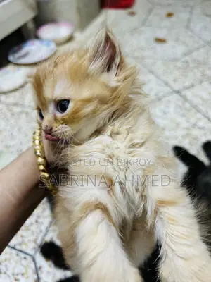 1-3 Months Male Purebred Persian