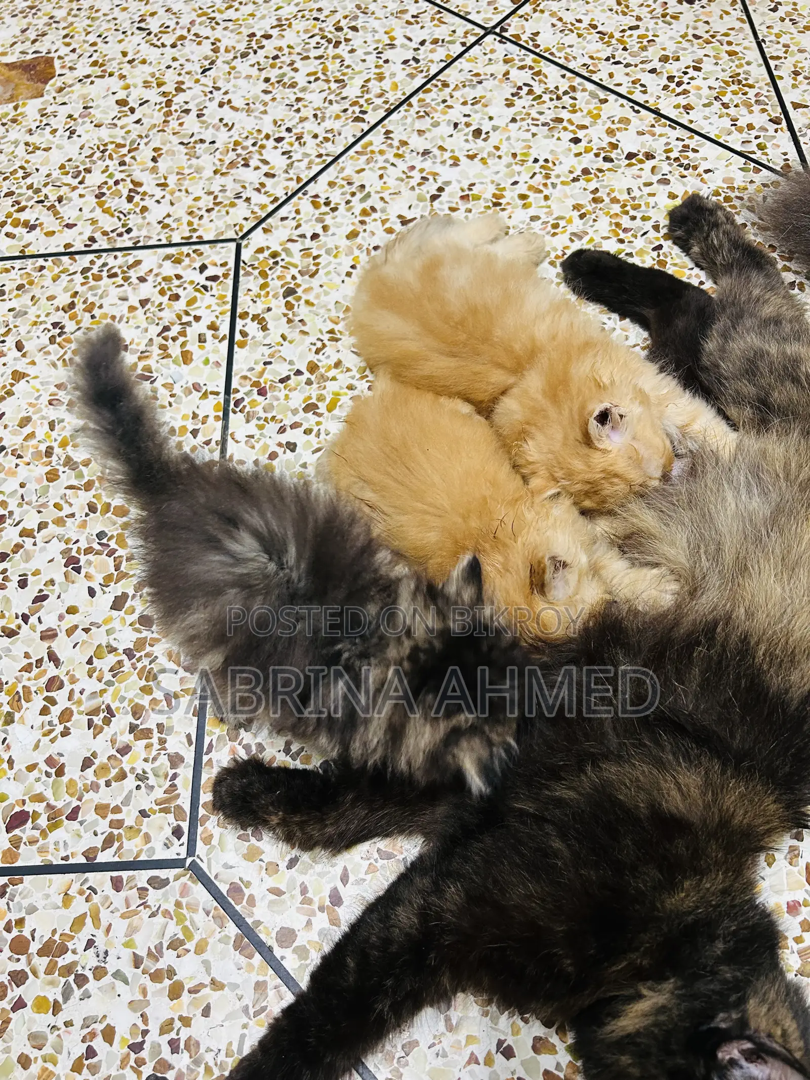 1-3 Months Male Purebred Persian