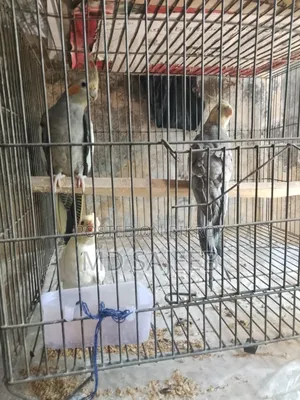 ককাটেল পাখি
