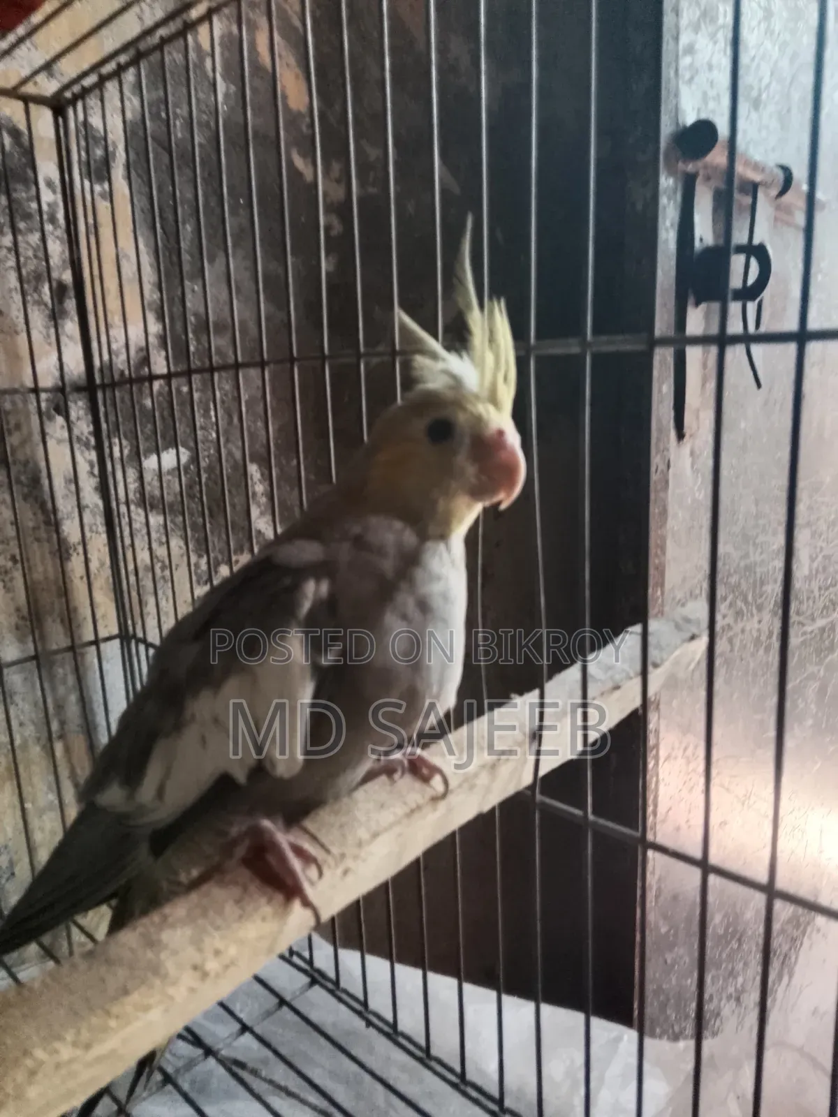 ককাটেল পাখি