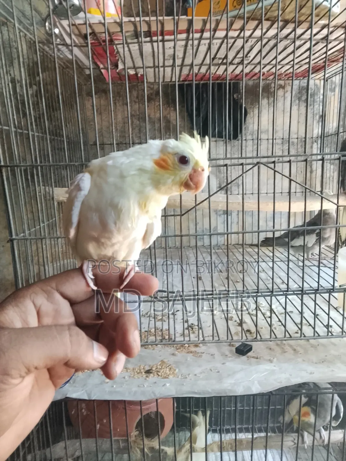 ককাটেল পাখি