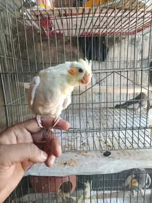 ককাটেল পাখি