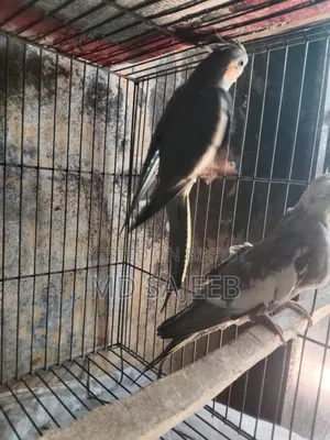 ককাটেল পাখি