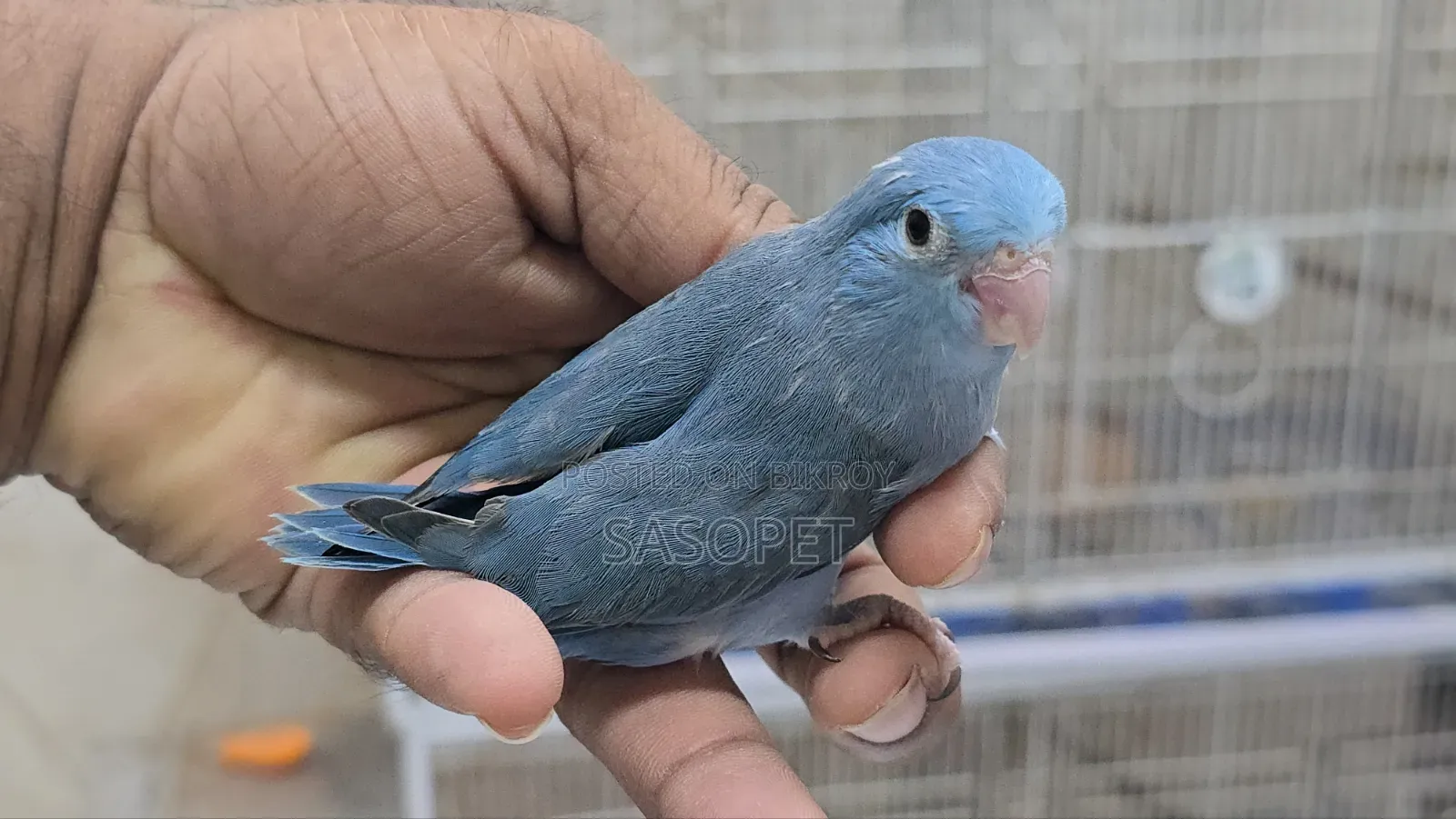 Cobult Female Split Fallow