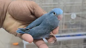 Cobult Female Split Fallow