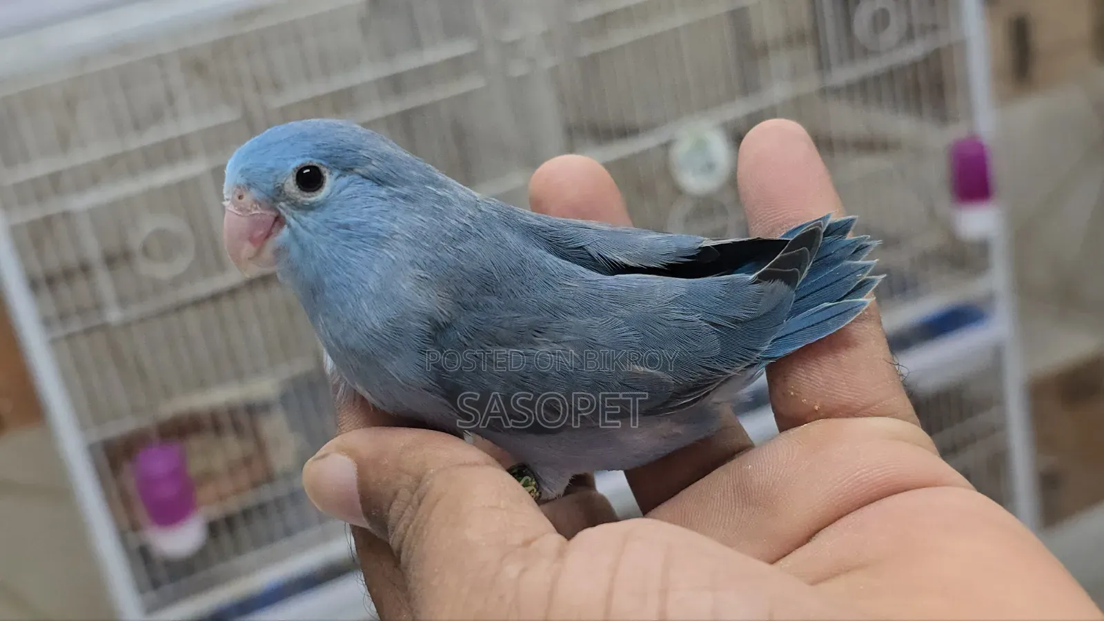 Cobult Female Split Fallow