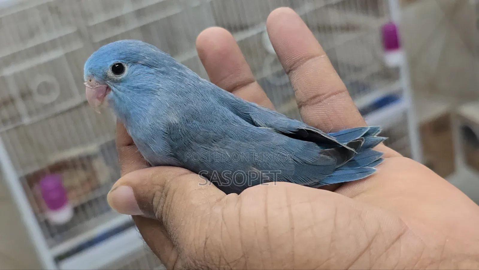 Cobult Female Split Fallow
