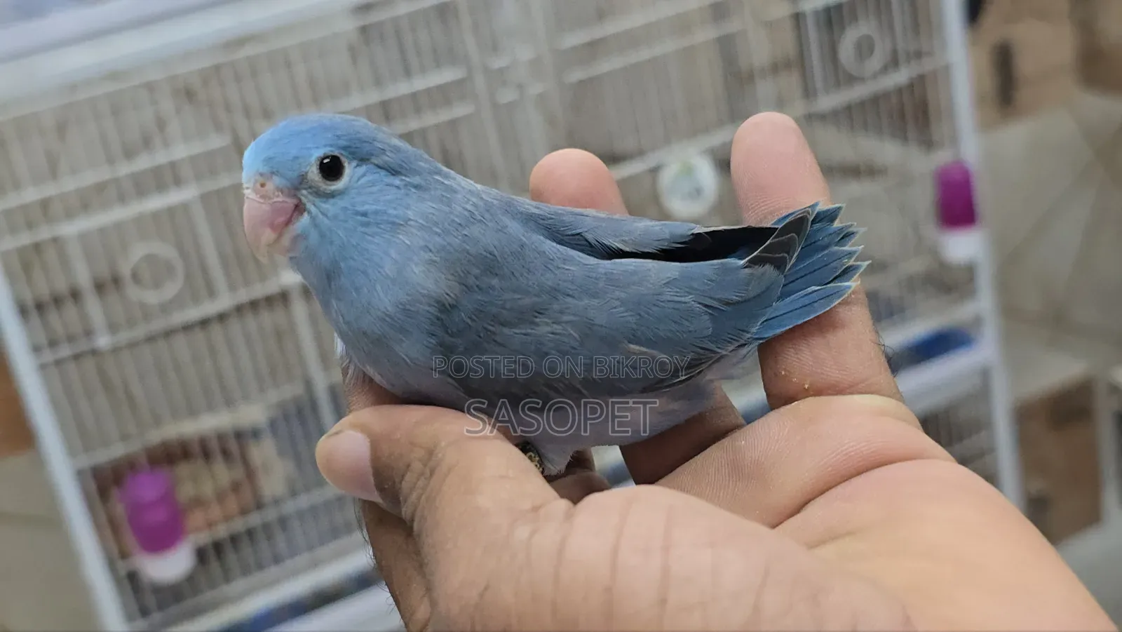 Cobult Female Split Fallow