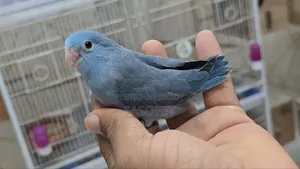 Cobult Female Split Fallow