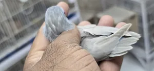 গ্রে ব্লু ফ্যালো ফিমেল