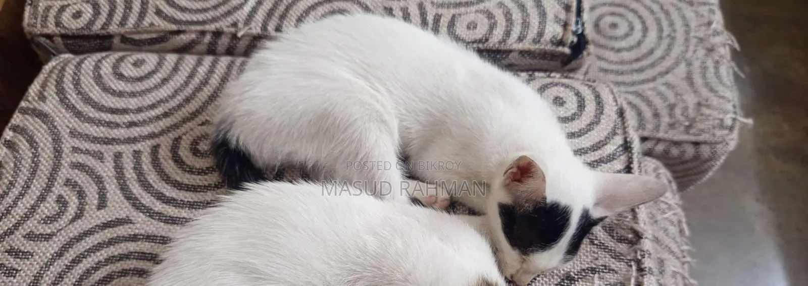 1-3 Months Male Mixed Breed Bengal Cat
