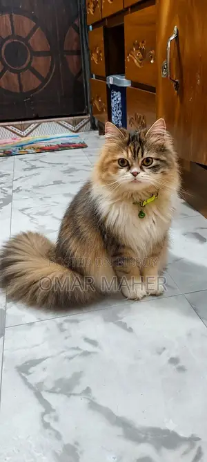 6-12 Months Female Purebred Persian