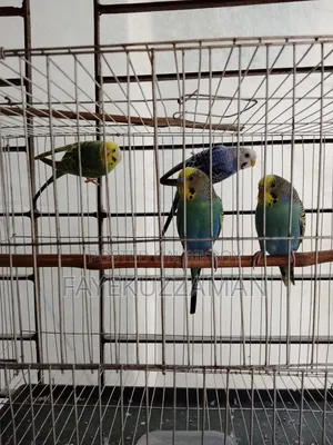 2 Pairs of Master Pair Budgerigar Birds for Sale