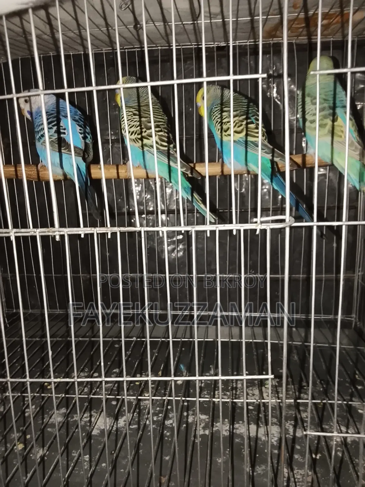 2 Pairs of Master Pair Budgerigar Birds for Sale