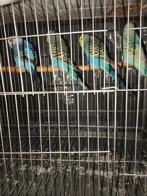 2 Pairs of Master Pair Budgerigar Birds for Sale