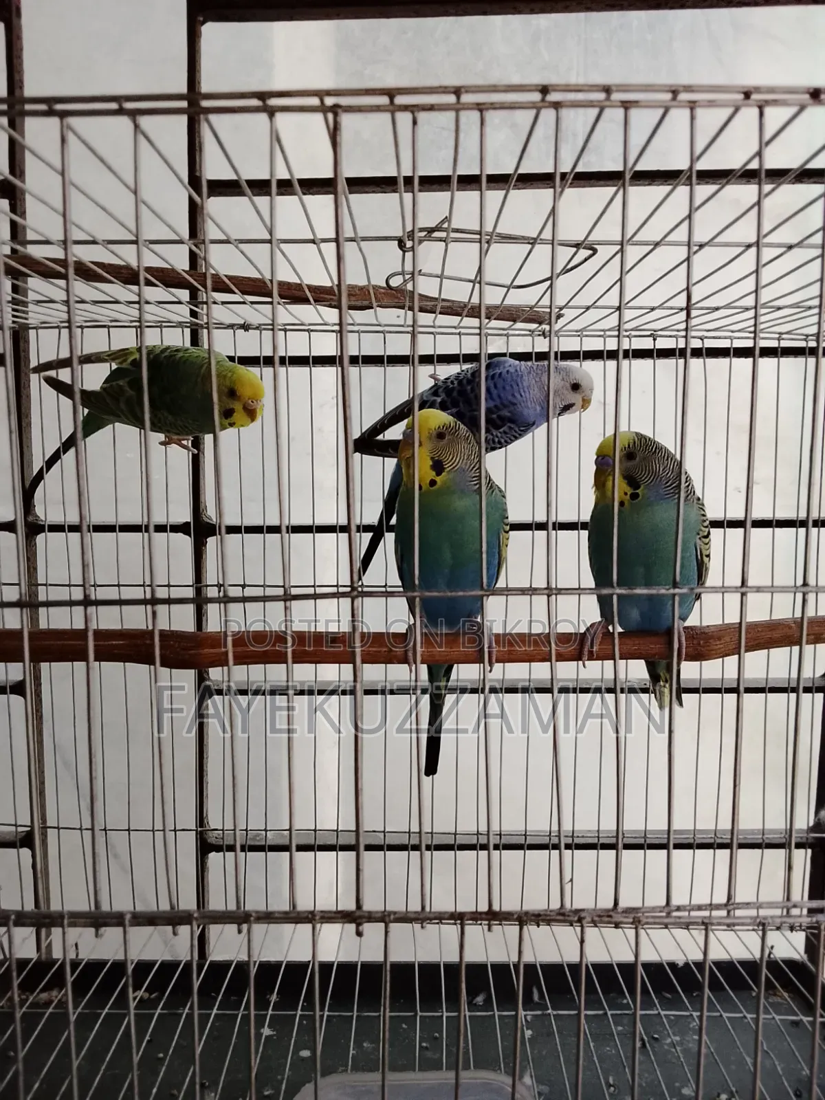2 Pairs of Master Pair Budgerigar Birds for Sale