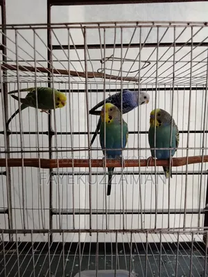 2 Pairs of Master Pair Budgerigar Birds for Sale