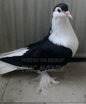 Shirazi Male