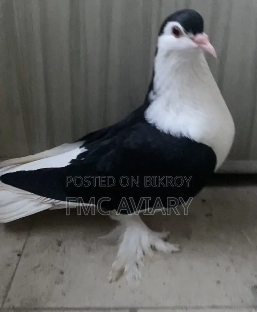 Shirazi Male
