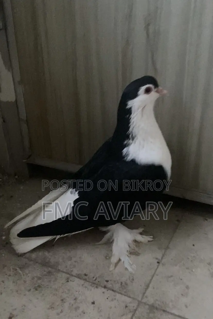 Shirazi Male