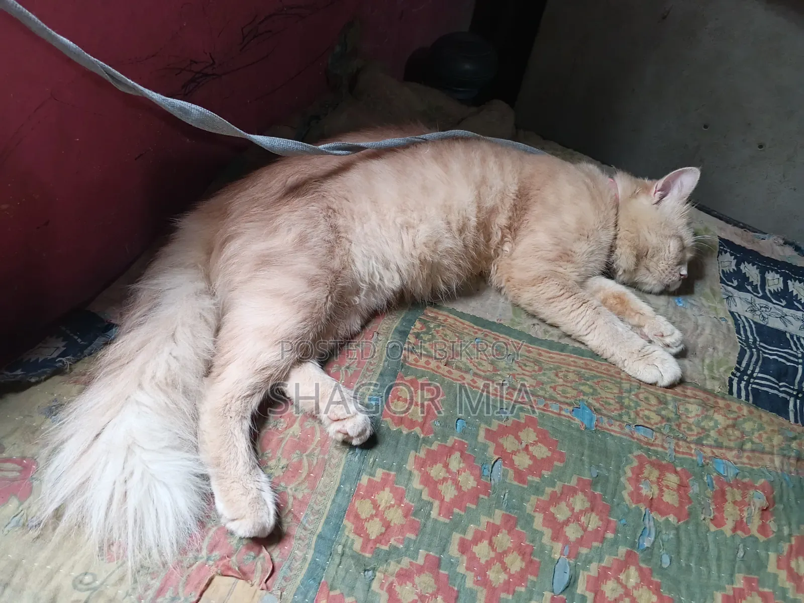 ৬-১২ মাস বয়সী মেইল মিক্সড ব্রিড বেঙ্গল