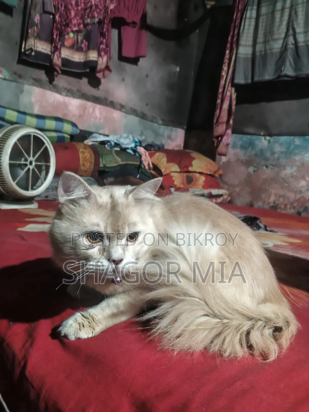 ৬-১২ মাস বয়সী মেইল মিক্সড ব্রিড বেঙ্গল