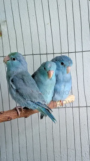 Semi-Adult Forpus
