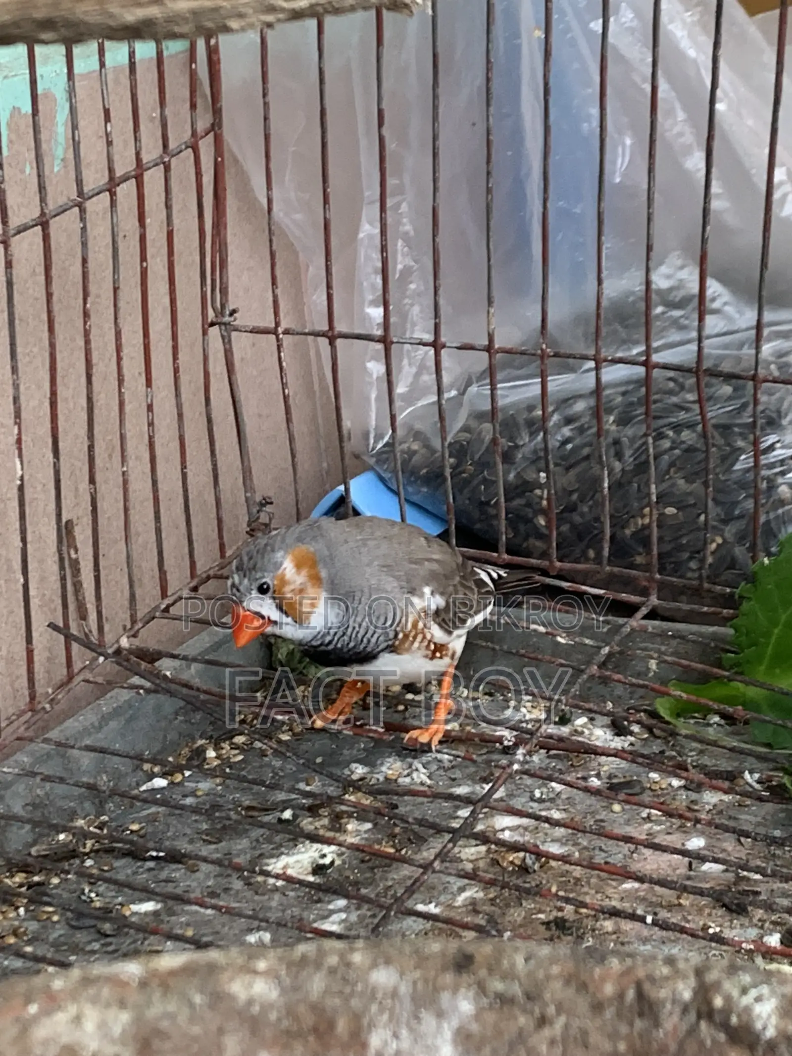 Male Zebra Finch