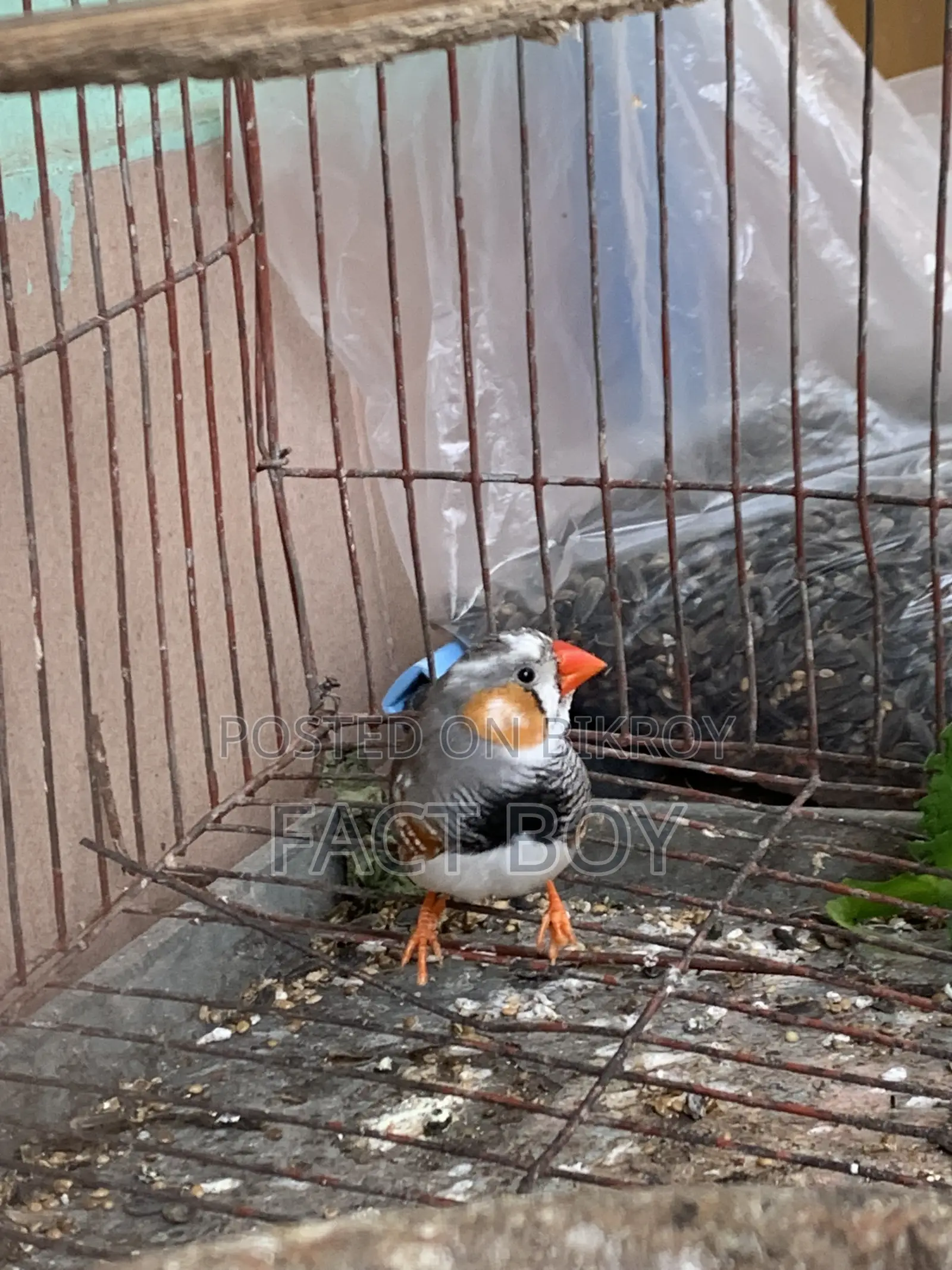 Male Zebra Finch